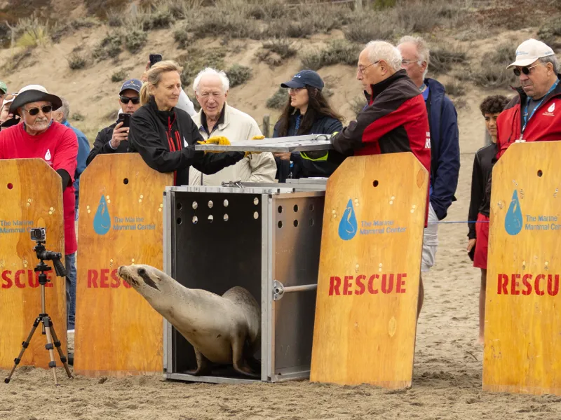 seal being released on beach